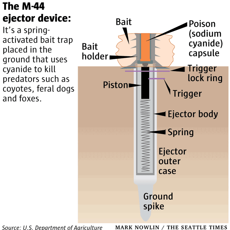 EPA reverses approval for poison traps used by ranchers | The