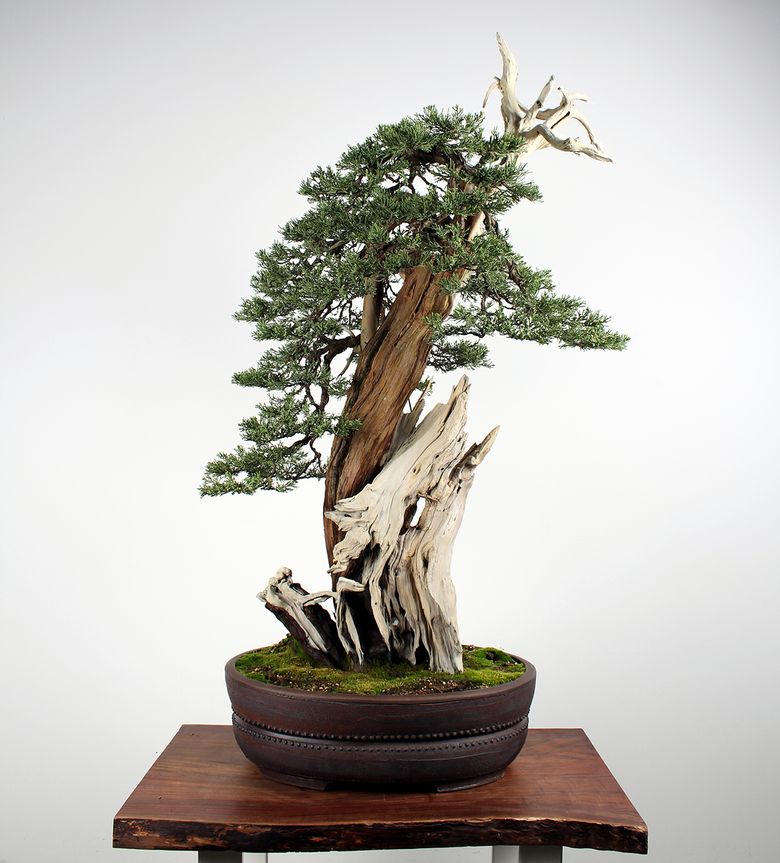 Aarin Packard's cool job at Pacific Bonsai Museum | The Seattle Times