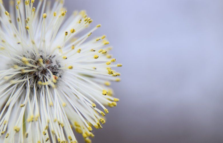 Reader’s Lens | ‘Flower Power’ contest winner | The Seattle Times