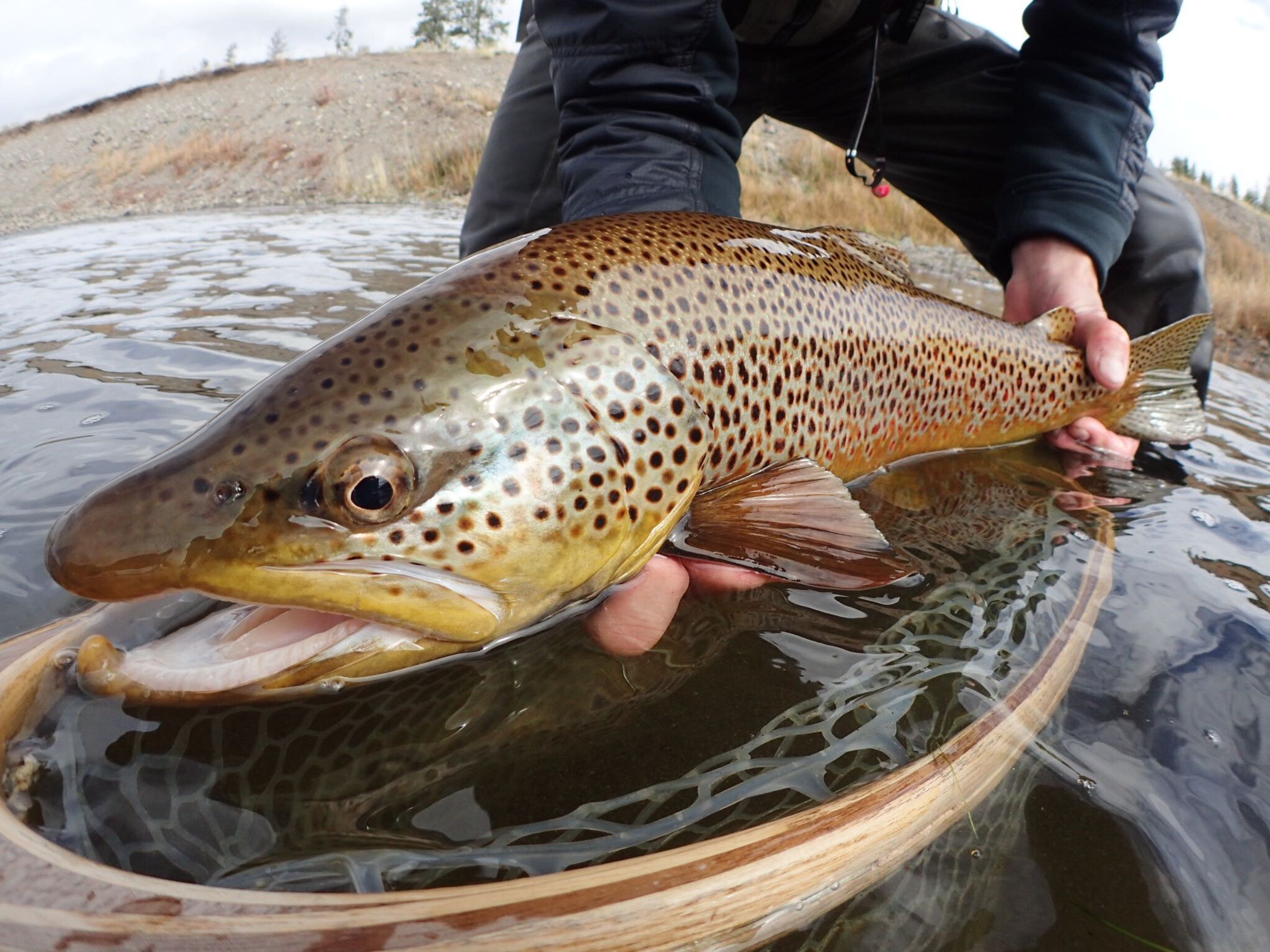 Poster Releasing Beautiful Brown Trout, Fly Fishing 