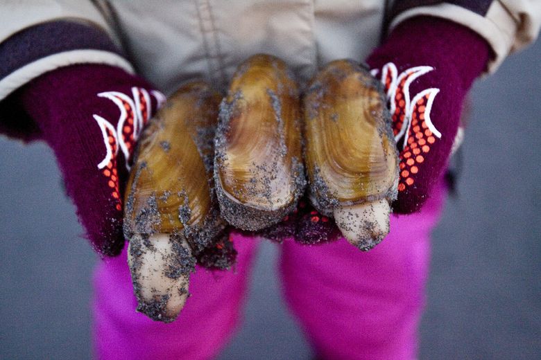 Oregon clam digging season gets started as Washington's ends - The