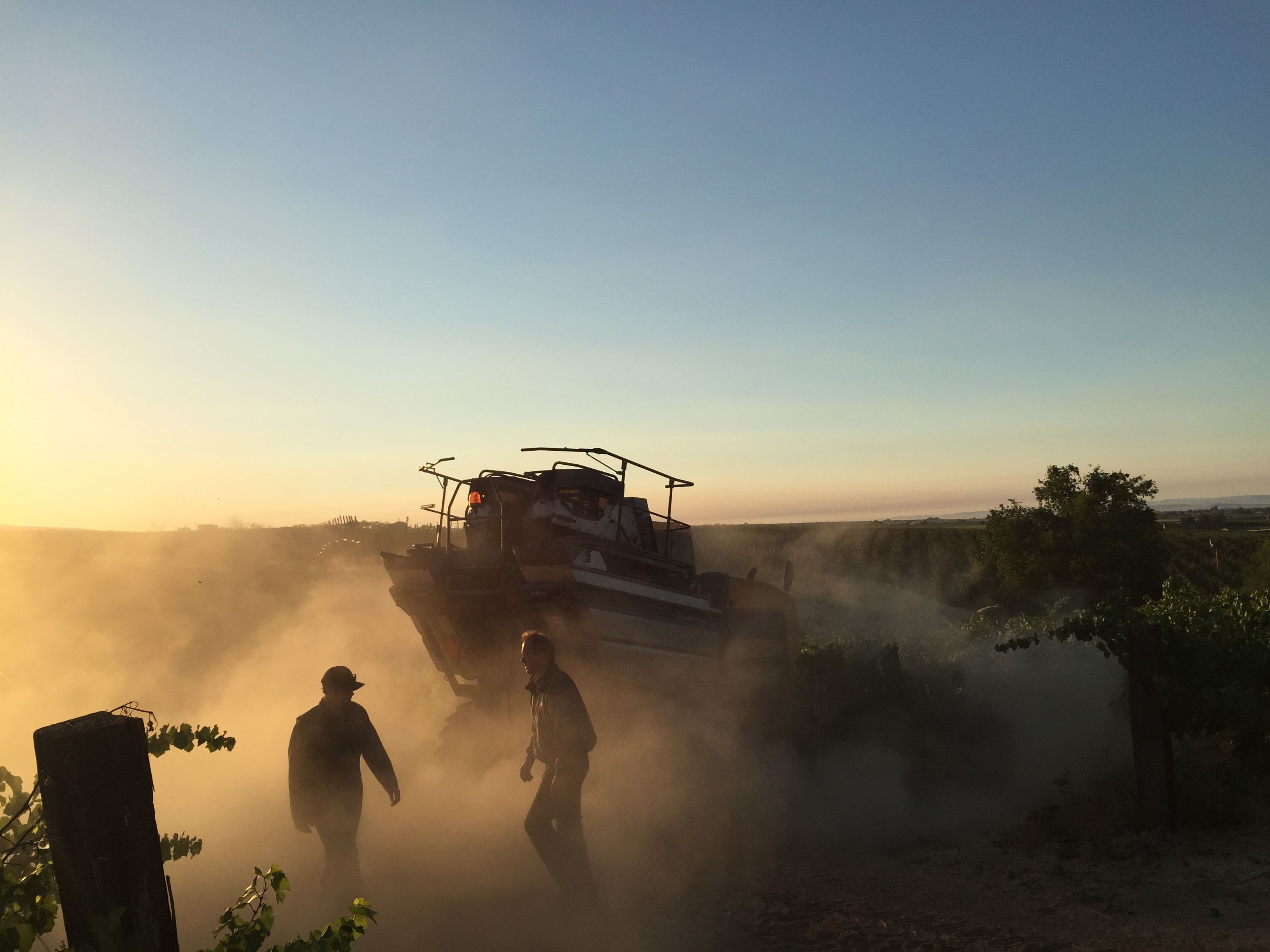 Picking wine grapes by machine means better efficiency with no