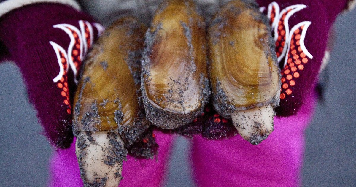 Razor clam digging is hot, opening at Twin Harbors Fishing report