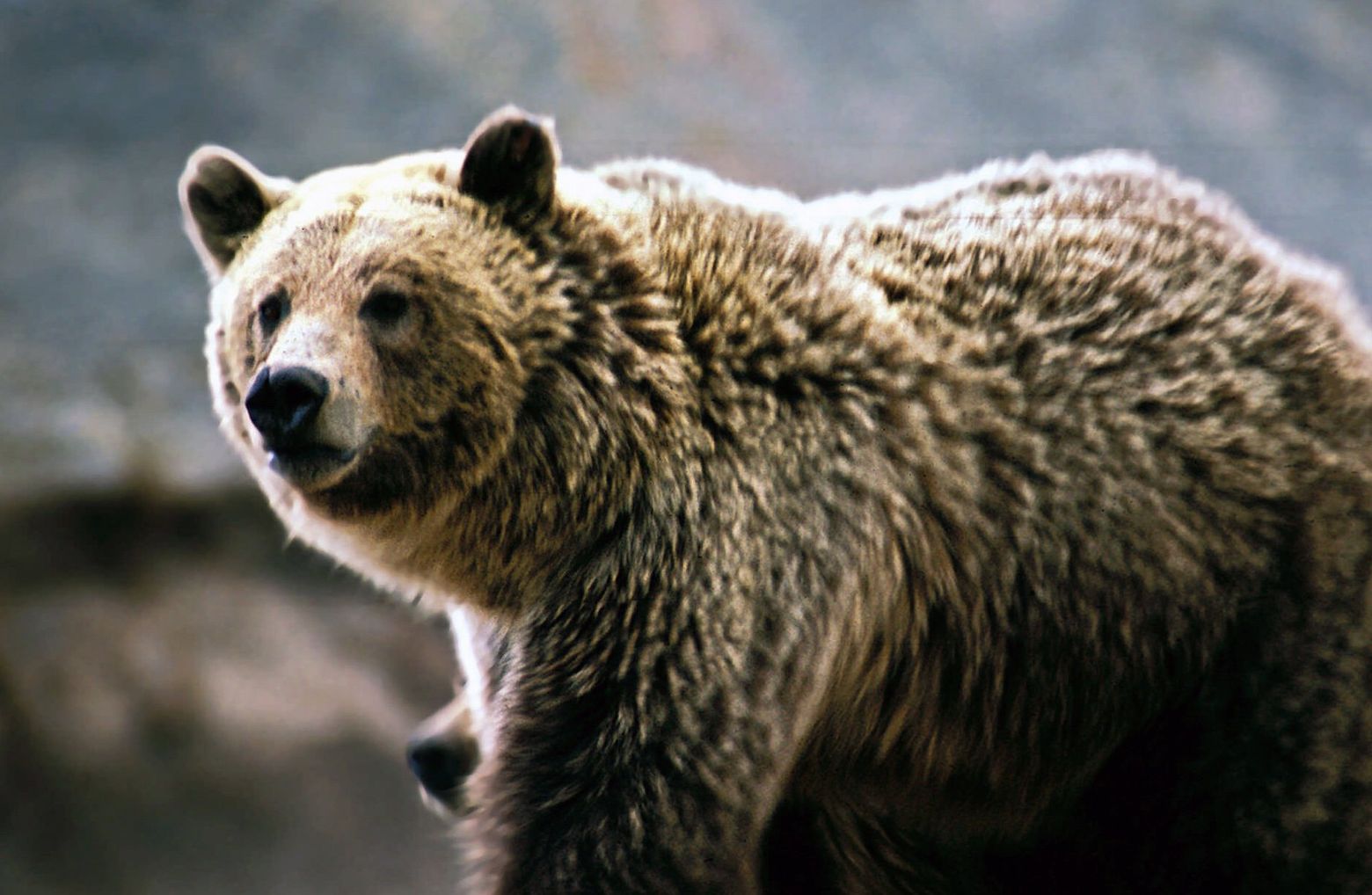 Grizzly bears are expanding their roaming grounds meaning they need more  protection, new study says