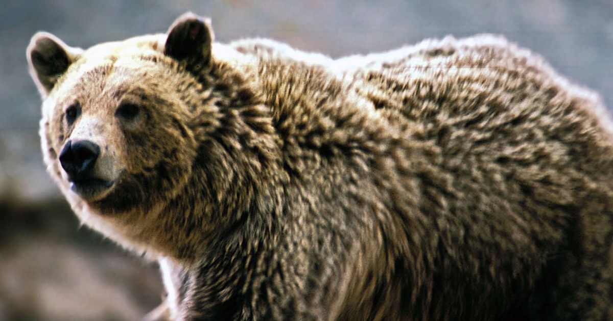 Feds want grizzly bears back in the North Cascades