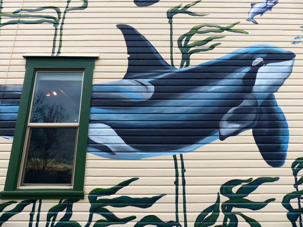 A new mural decorates the exterior of The Whale Museum in Friday Harbor. (Brian J. Cantwell / The Seattle Times)