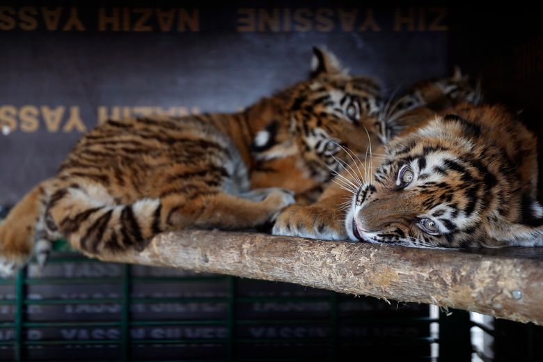 3 tiger cubs destined for zoo in Syria rescued in Lebanon | The Seattle Times 3 tiger cubs destined for zoo in Syria rescued in Lebanon | The Seattle Times