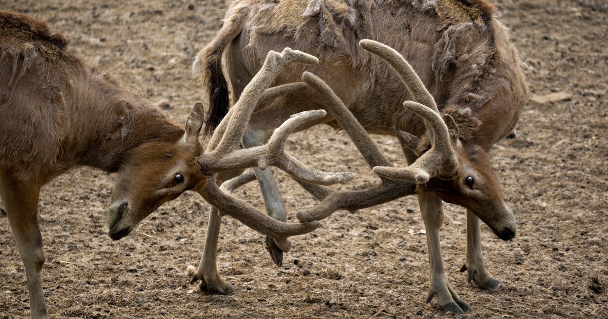 The original Mariners' mascot talks about life under the antlers