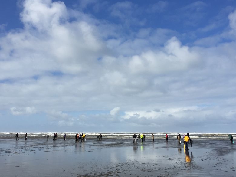Razor clam digs scheduled for next week