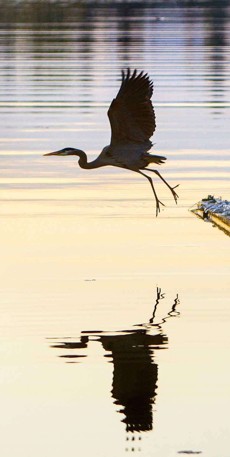 BLUE HERON LO  05022013A Great Blue Heron takes flight from a dock near Husky Stadium on Lake Washington just before sunrise on Thursday morning. Temperatures are suppose to soar into the low 80s this weekend. 129525