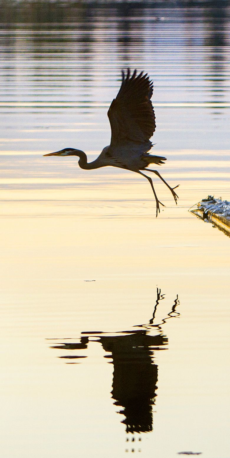 BLUE HERON LO  05022013
A Great Blue Heron takes flight from a dock near Husky Stadium on Lake Washington just before sunrise on Thursday morning. Temperatures are suppose to soar into the low 80s this weekend. 
129525