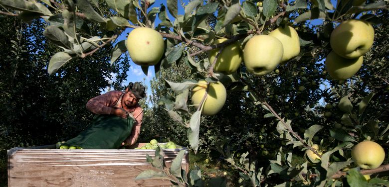 Passende tavle privilegeret A robot that picks apples? Washington state's orchards could see a  'game-changer' | The Seattle Times