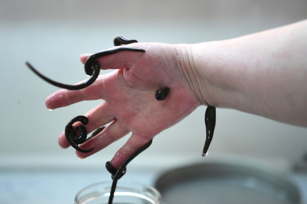 Leeches For Sale, United States