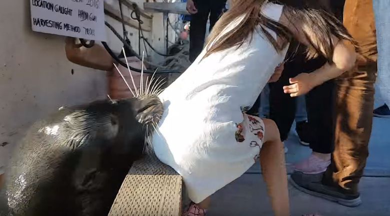 Family of girl snatched by sea lion lambasted for 'reckless behavior' | The  Seattle Times
