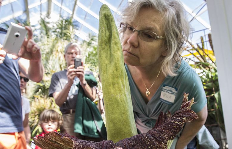 There’s a reason they call it a corpse flower The Seattle Times