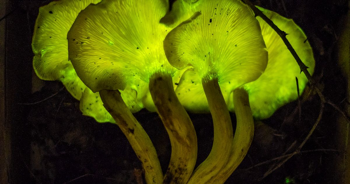 Scientists find why some mushrooms glow in dark - The Economic