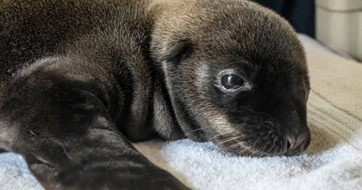 Rescued sea lion known for roaming San Diego dies, SeaWorld announces, San  Diego