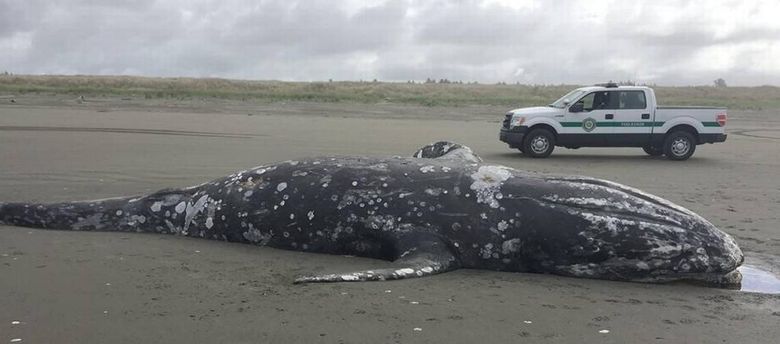 How to Get Rid of a Dead, Rotting Whale on Your Beach (Hint: Don't Blow It  Up)