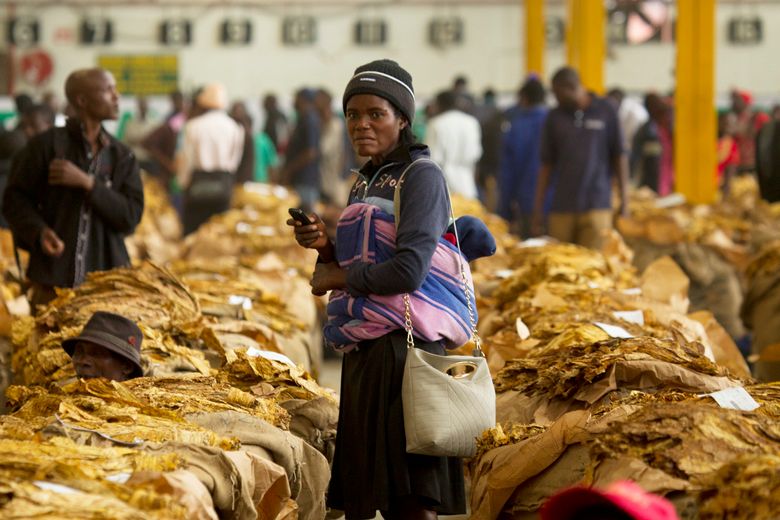 Zimbabwe tobacco is booming, but farmers growing it are not