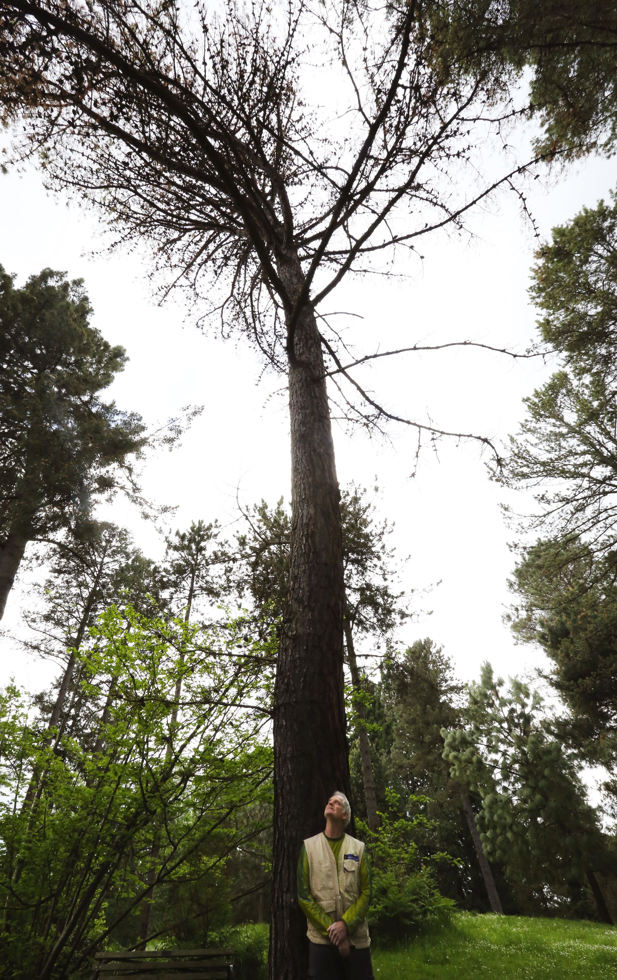 Farewell, giant pine: Climate change kills a champion at Washington Park  Arboretum | The Seattle Times