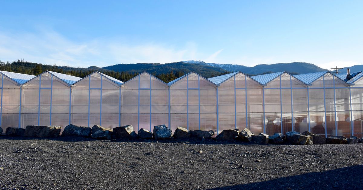 New Alaska handbook provides howto on heated greenhouses The Seattle Times