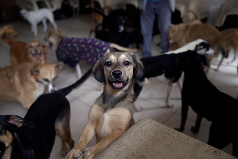 What Is A Stray Dog Called what-is-a-stray-dog-called