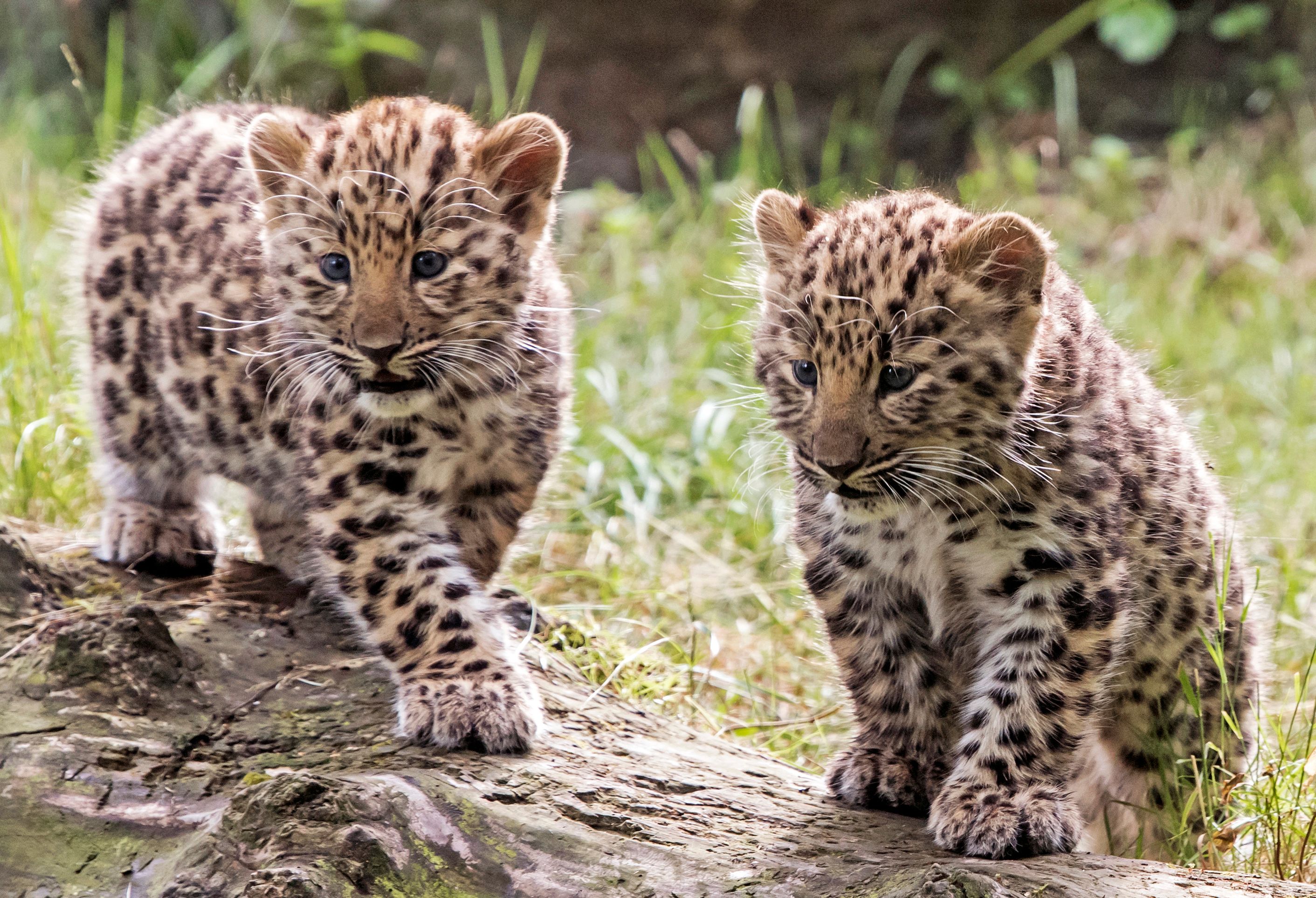 2 leopard cubs make public debut in Germany, names sought | The