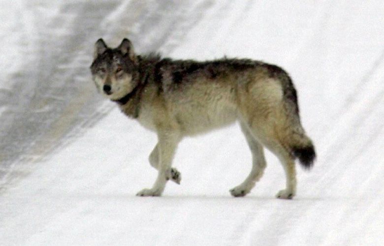 Montana to switch how it counts wolves in state The Seattle Times