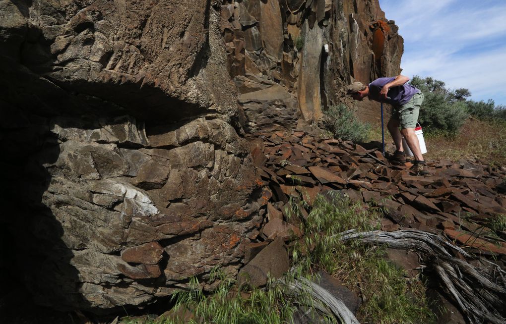 Northern Pacific rattlesnakes are well-camouflaged, but here at Frenchman Coulee, J.D. Brooks is adept at spotting them. He’s a CWU grad student involved in researching them. (Alan Berner/The Seattle Times)