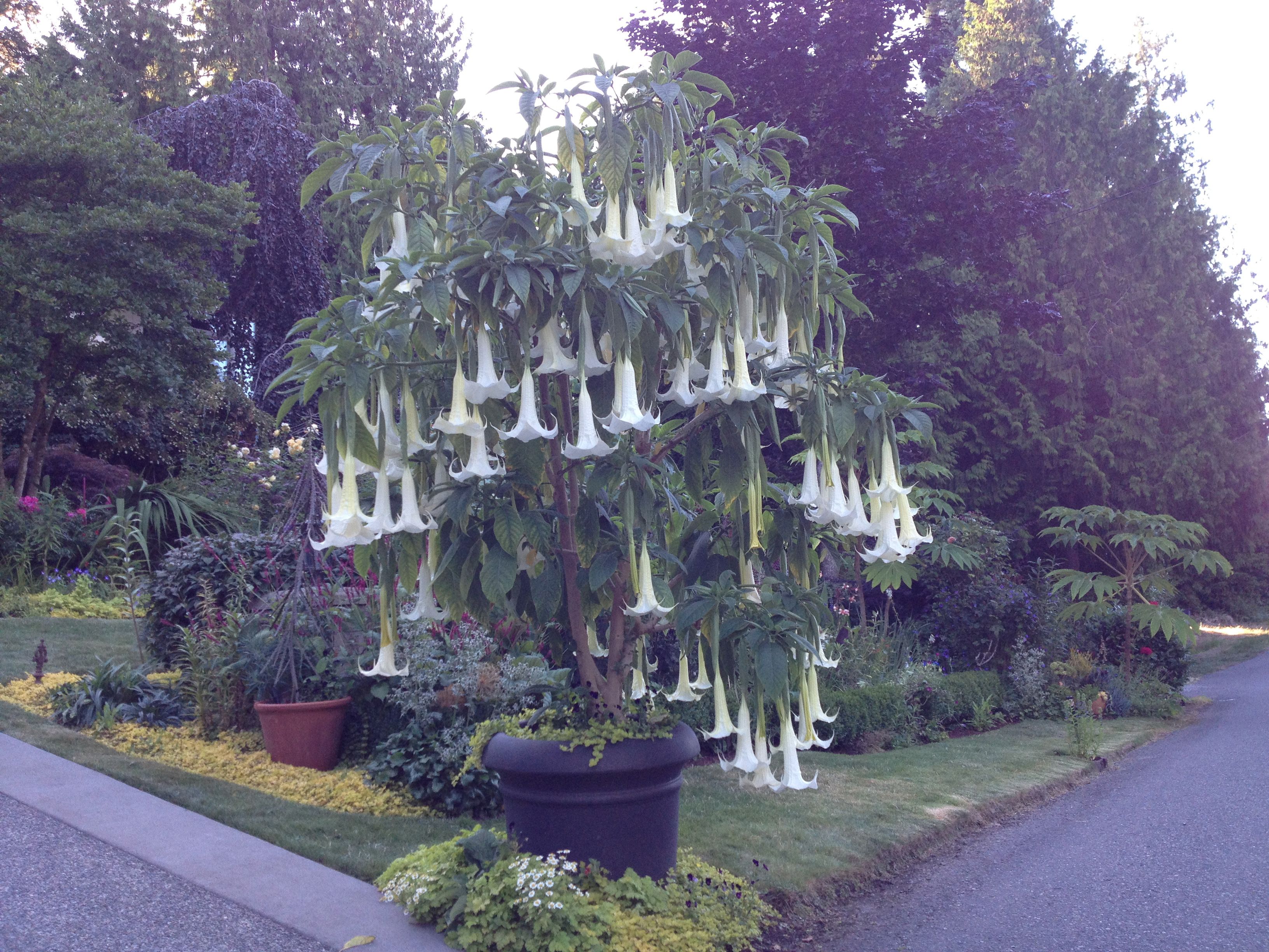 These fragrant flowers provide an aromatic treat after the sun