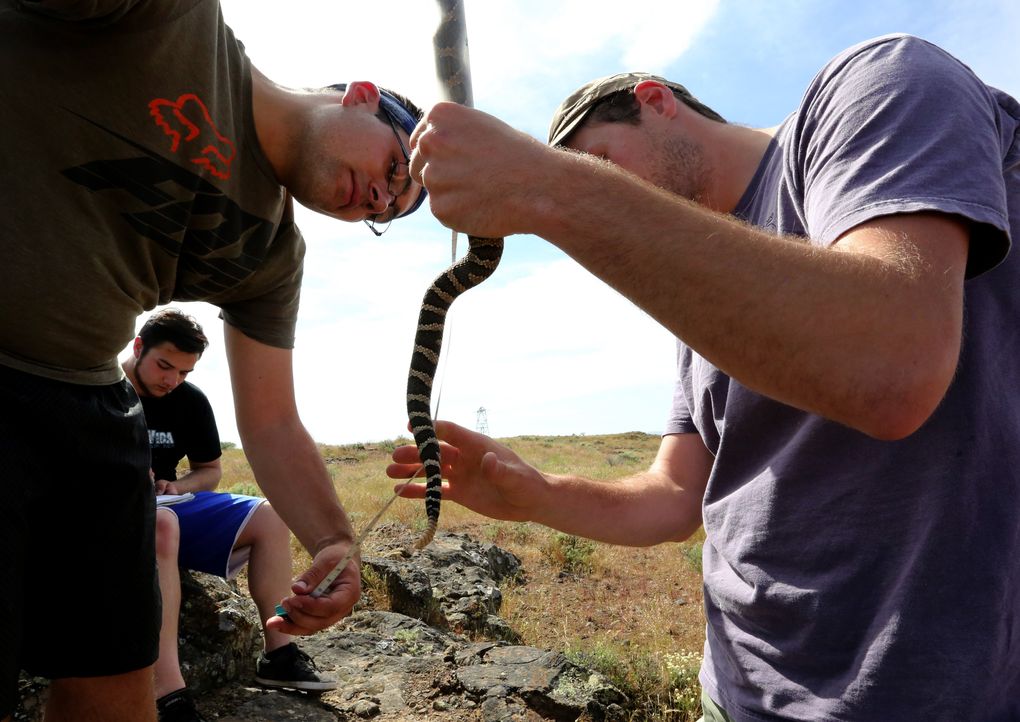 Joey Chase, left, and J.D. Brooks, graduate students at Central Washington University, measure a Northern Pacific rattlesnake they’ve just captured east of Vantage, Kittitas County. The front of the body is safely held in a clear plastic tube. (Alan Berner/The Seattle Times)