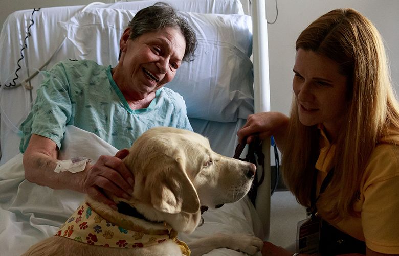 Therapy dog comforting UofL hospital patients