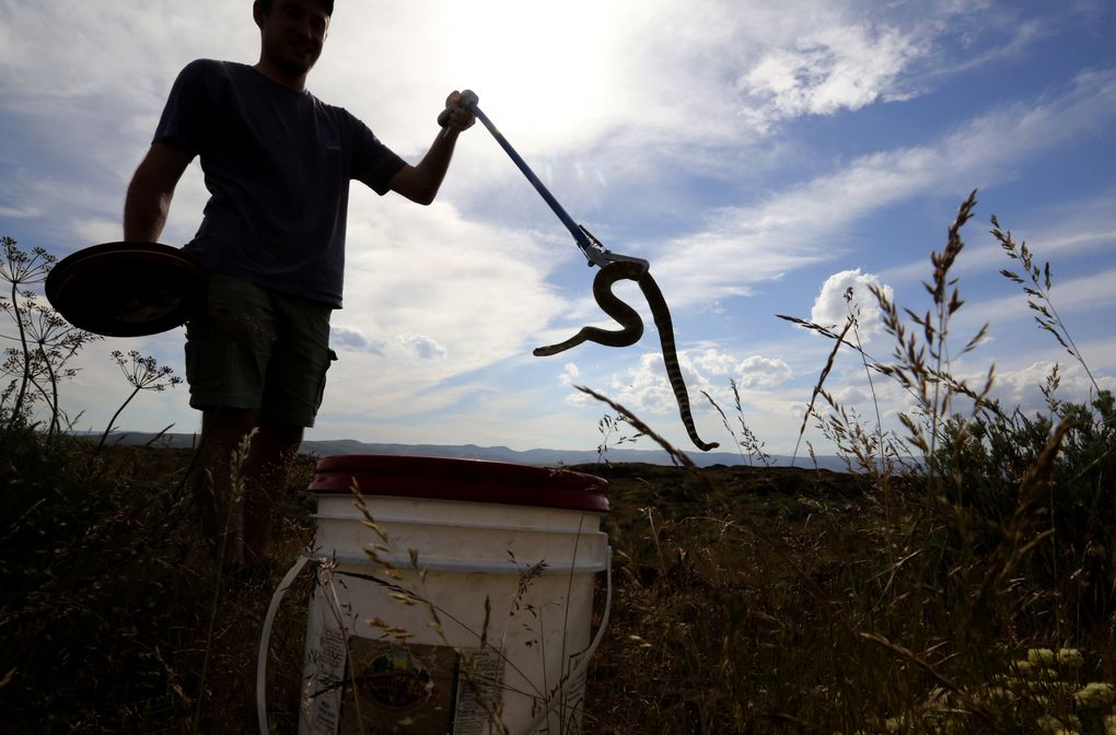 Using snake tongs, J.D. Brooks brings in another rattlesnake to be examined, measured, have a DNA sample taken, then released. (Alan Berner/The Seattle Times)
