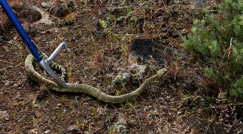 Chase and Brooks were able to find this greenish rattlesnake in the brush because they had placed a transmitter in it last year. By far the biggest catch of the day, Joselito (nicknamed by Chase) is at least 10 years old, Chase estimated. (Alan Berner/The Seattle Times)