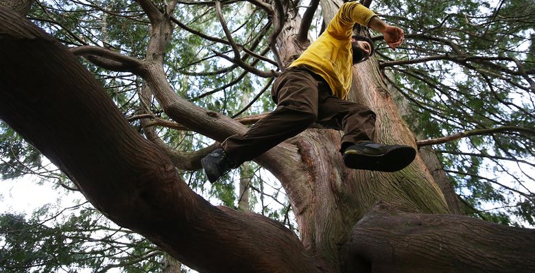 Rafe Kelley demonstrates a parkour move to his students, jumping from branch to branch, during a movement class at Volunteer Park. (Ken Lambert / The Seattle Times)