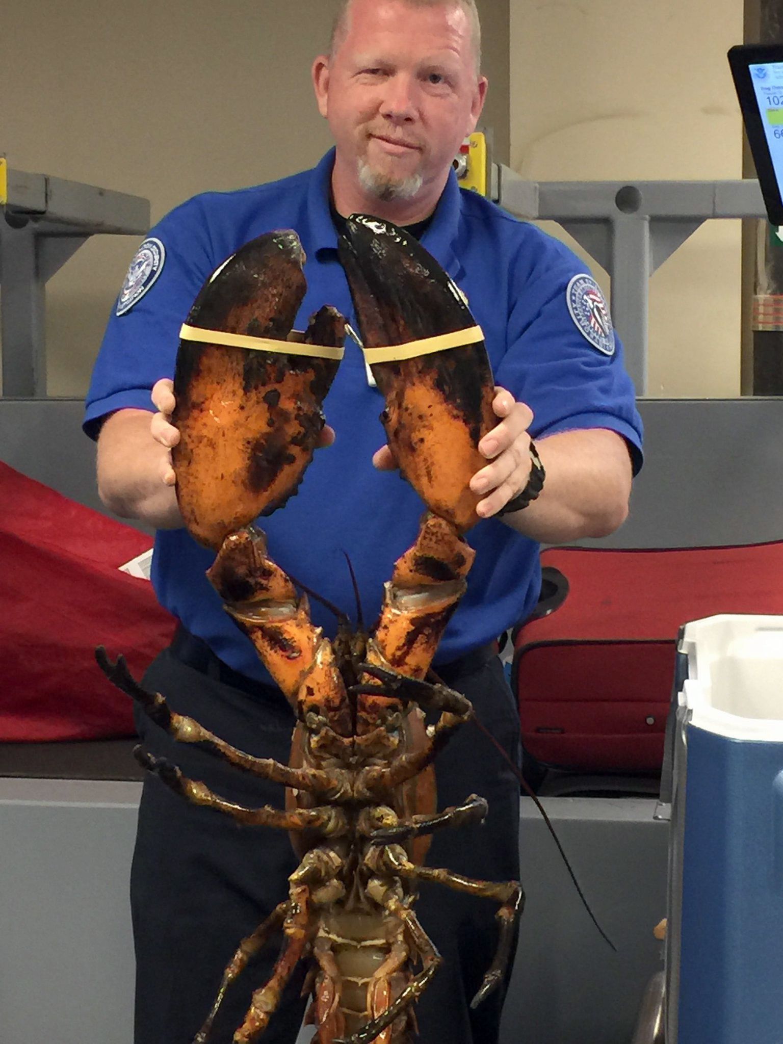20-pound live lobster found in luggage at Boston airport | The