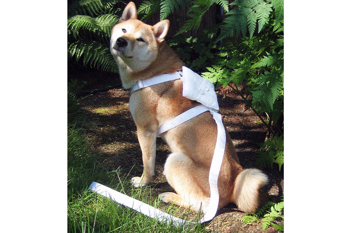 Dog ring hot sale bearer harness