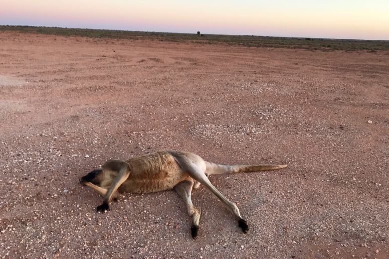 Doo Doo Kangaroo Game. Feed Him Until He's Gotta  