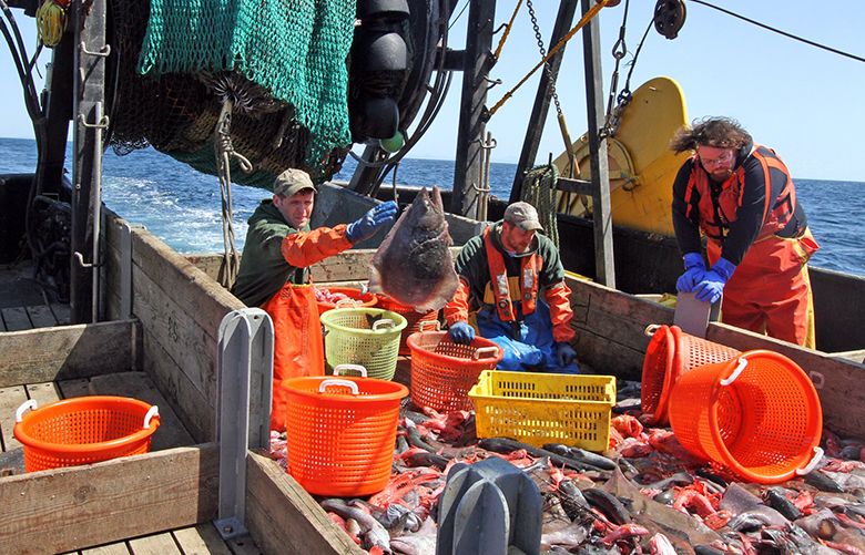 Two rockfish species make a comeback as conservation limits pay off ...