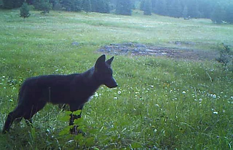 Stop The Senseless Killing Of Kettle River Range Wolves in Washington State