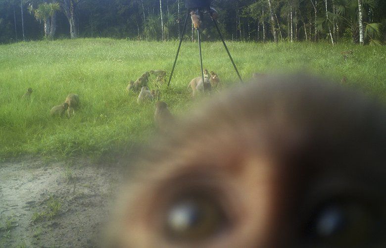 Wild primates in Florida park Monkey shenanigans on rise The Seattle