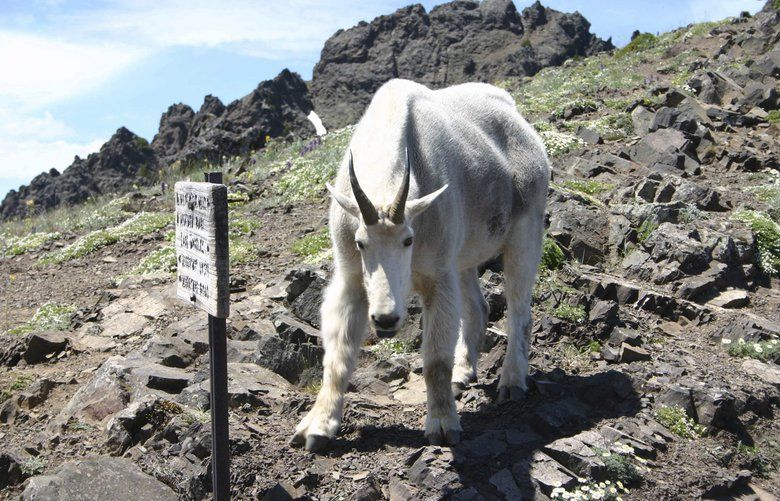 Identifying Vulnerable Mountain Goat Populations (U.S. National Park  Service), Goat 
