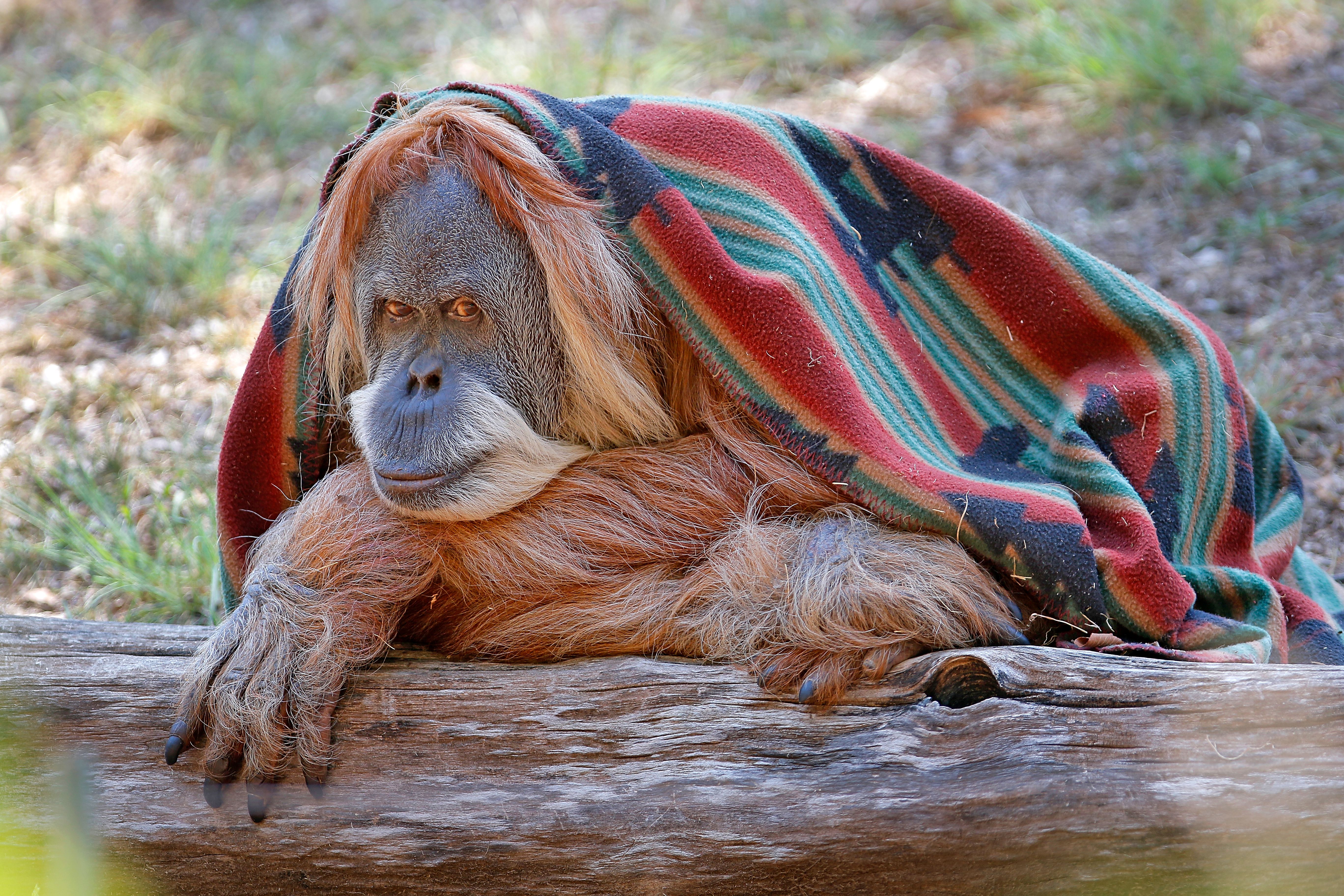Oklahoma City zoo celebrates orangutan's 50th birthday | The