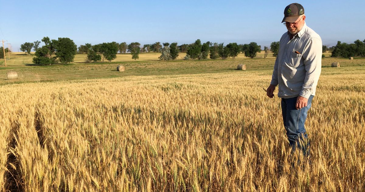 Drought in High Plains the worst some farmers have ever seen | The ...