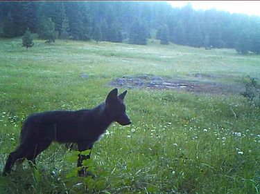 Washington state to kill more wolves to protect livestock | The Seattle  Times