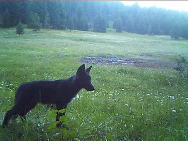 Washington state to kill more wolves to protect livestock | The Seattle Times Washington state to kill more wolves to protect livestock | The Seattle Times