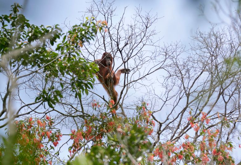 Indonesia orangutan sanctuary says villagers encroaching | The Seattle Times