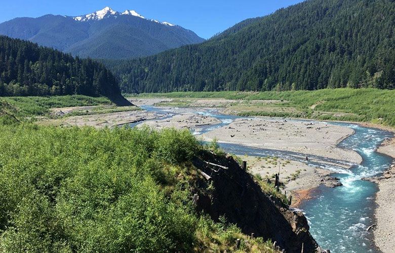 An alder forest is rising on the sediments of the former Lake Mills, revealed with the takedown of Glines Canyon Dam completed in 2014. Vegetation is roaring back in the lakebeds exposed when the two dams were taken out of the Elwha River.