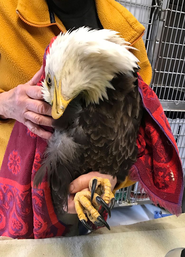 Bald eagle threat: Lead ammo left behind by hunters | The Seattle Times