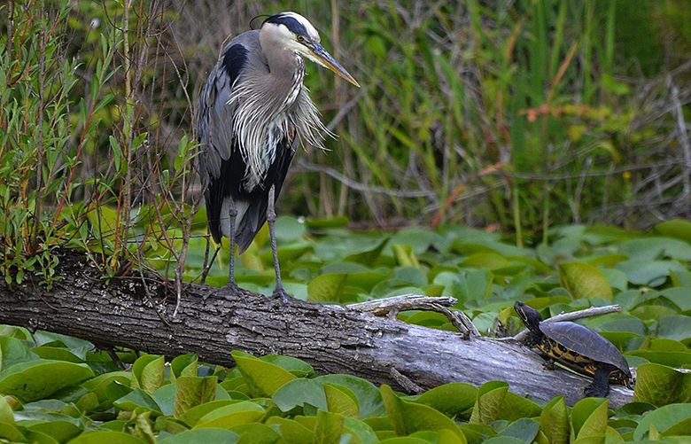 Wildlife stare-down | The Seattle Times